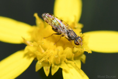 Campiglossa sororcula