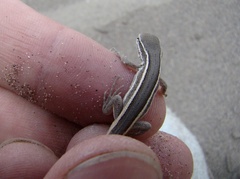 Liolaemus gracilis