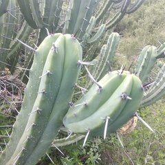 Myrtillocactus geometrizans