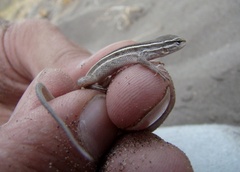 Liolaemus gracilis
