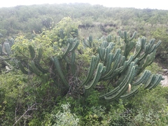 Myrtillocactus geometrizans