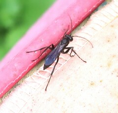 Auplopus carbonarius