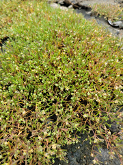 Spergularia canadensis