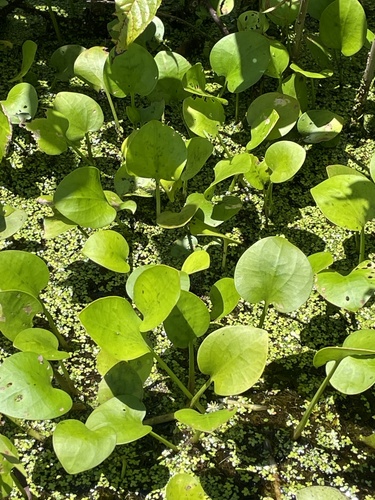 Hydrocharis spongia, photograph 4