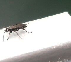 Auplopus carbonarius