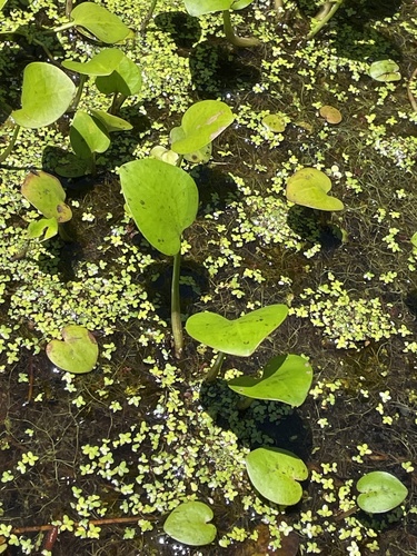 Hydrocharis spongia, photograph 5