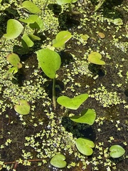 Becky Dill, CC0, iNaturalist via GBIF Hydrocharis spongia, photograph Becky Dill, CC0, iNaturalist via GBIF