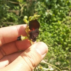 Macroptilium atropurpureum