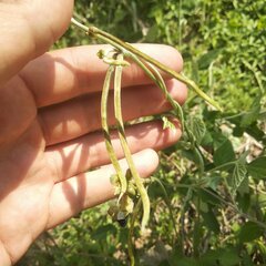 Macroptilium atropurpureum