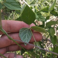 Macroptilium atropurpureum
