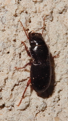Cratacanthus dubius