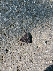 Catocala antinympha