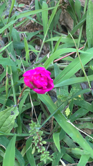 Portulaca grandiflora