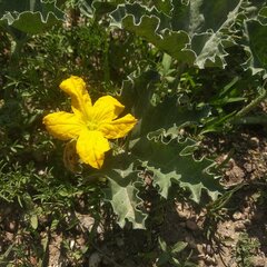 Apodanthera undulata