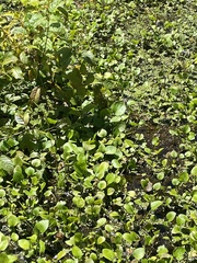 Hydrocharis spongia, photograph Becky Dill, CC0, iNaturalist via GBIF