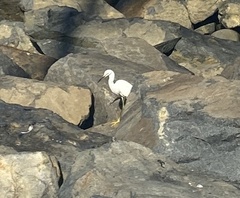 Egretta thula