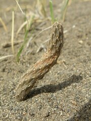 Pterocactus tuberosus