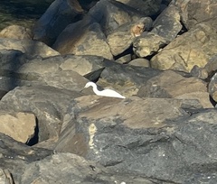Egretta thula