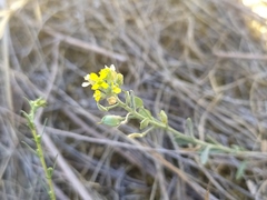 Alyssum montanum gmelinii