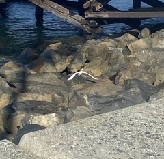 Egretta thula