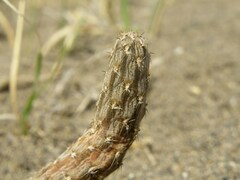 Pterocactus tuberosus