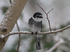 Pericrocotus tegimae