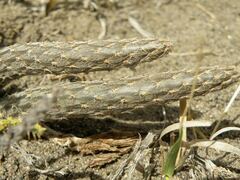 Pterocactus tuberosus