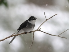 Pericrocotus tegimae