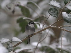 Pericrocotus tegimae