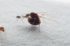 Dorymyrmex insanus