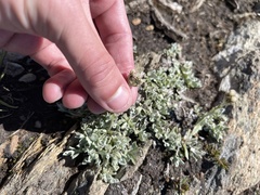 Antennaria alpina