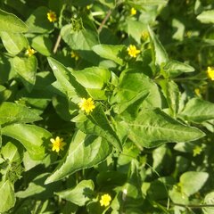 Calyptocarpus vialis