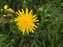 Pilosella caespitosa