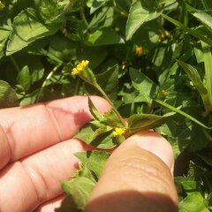 Calyptocarpus vialis