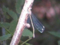 Chalcolestes viridis