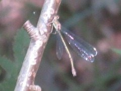 Chalcolestes viridis