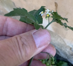 Solanum nigrum