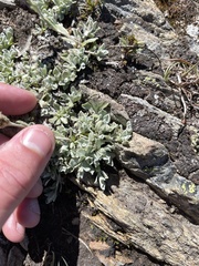 Antennaria alpina