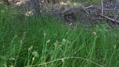 Eleocharis rostellata