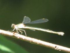 Chalcolestes viridis