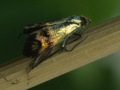 Nemophora dumerilella