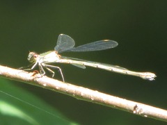 Chalcolestes viridis