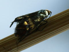 Nemophora dumerilella