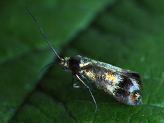 Nemophora dumerilella