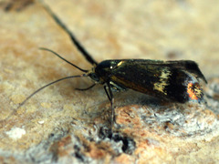 Nemophora dumerilella