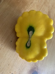 Cucurbita melopepo