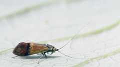 Nemophora dumerilella