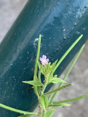 Epilobium adenocaulon