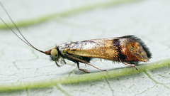 Nemophora dumerilella