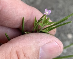 Epilobium adenocaulon